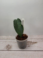 Hoya occultata
