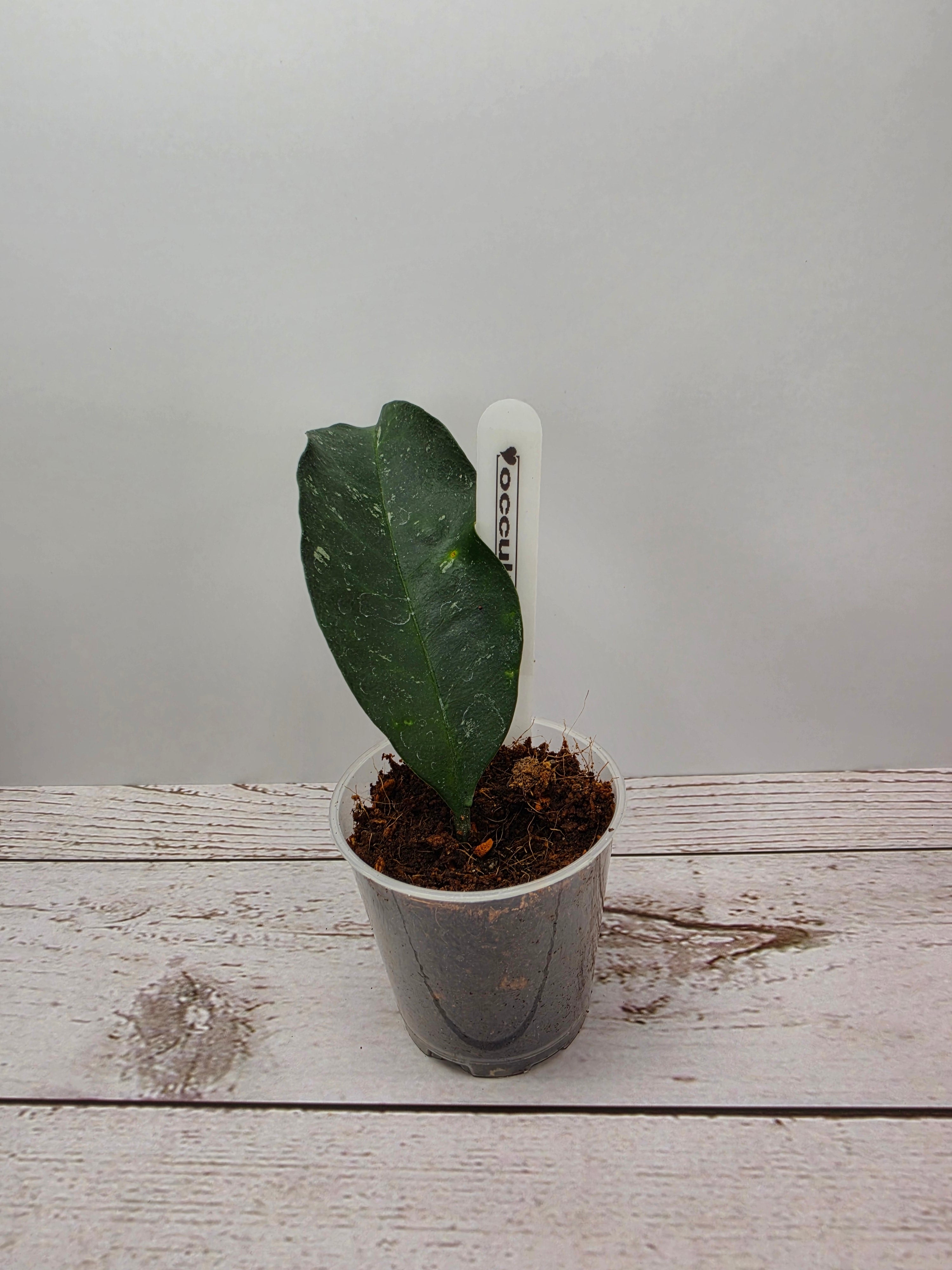 Hoya occultata