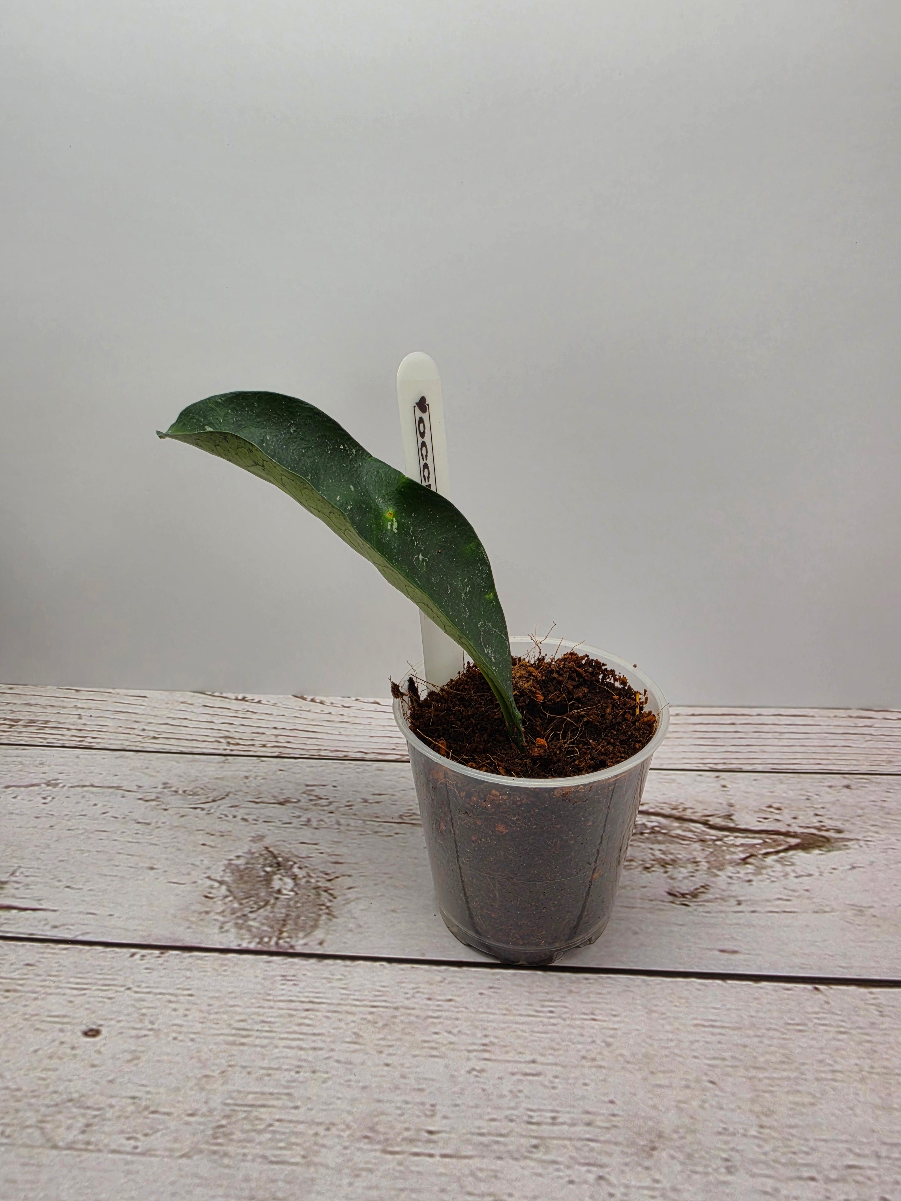 Hoya occultata