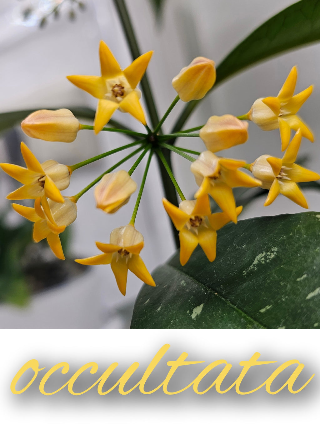 Hoya occultata cutting