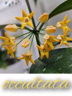 Hoya occultata cutting