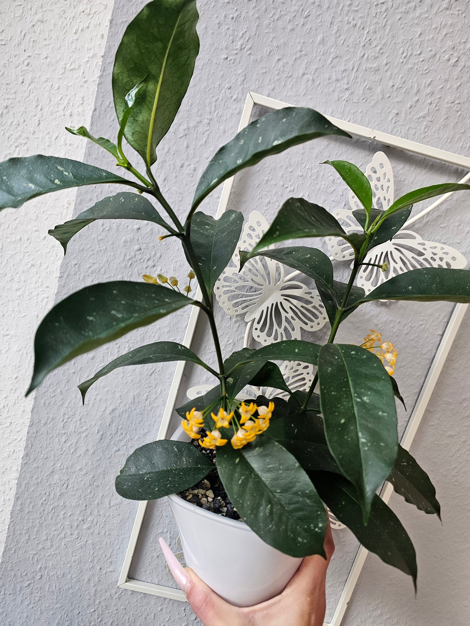 Hoya occultata cutting