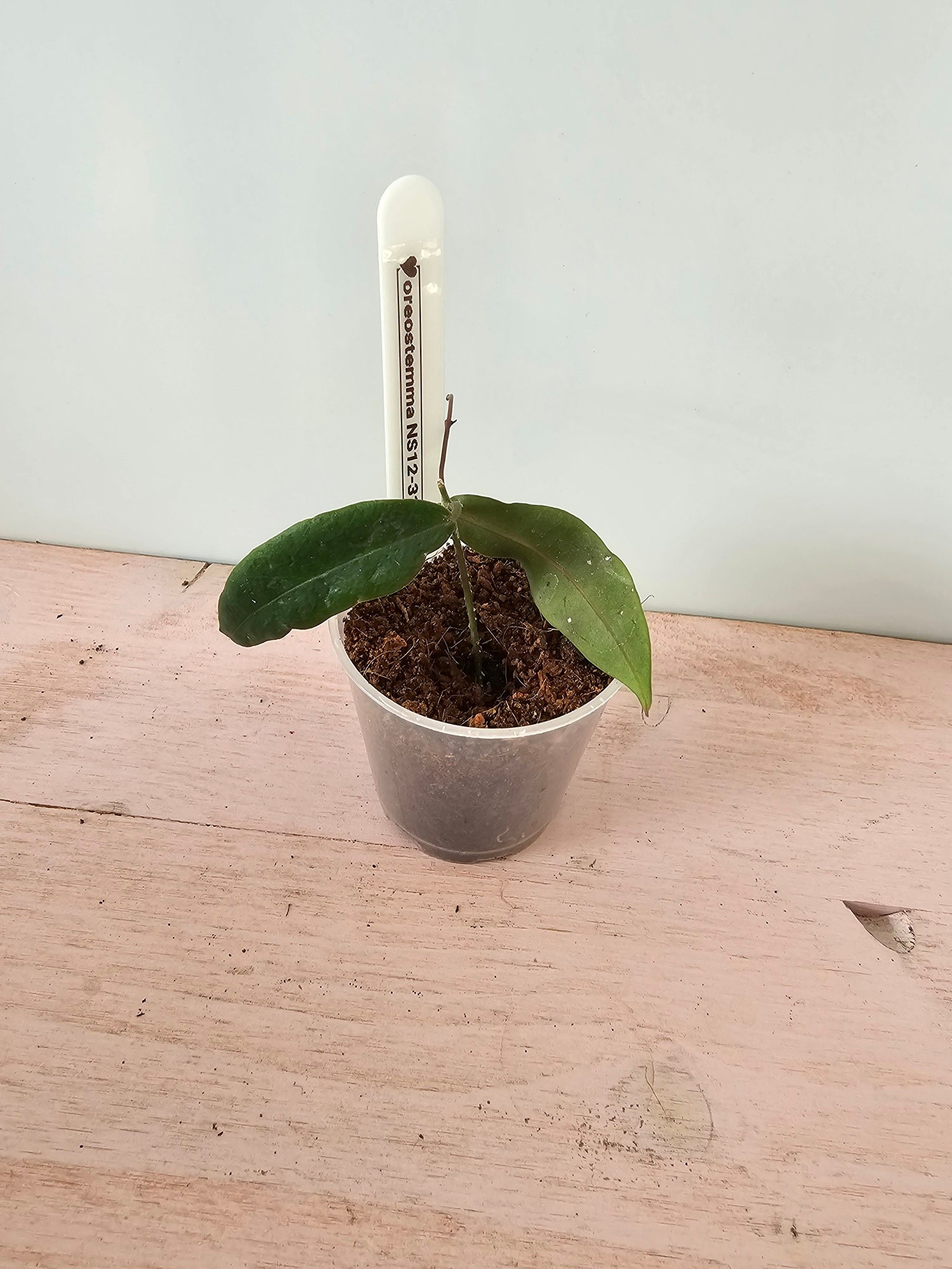 Hoya oreostemma NS 12-318