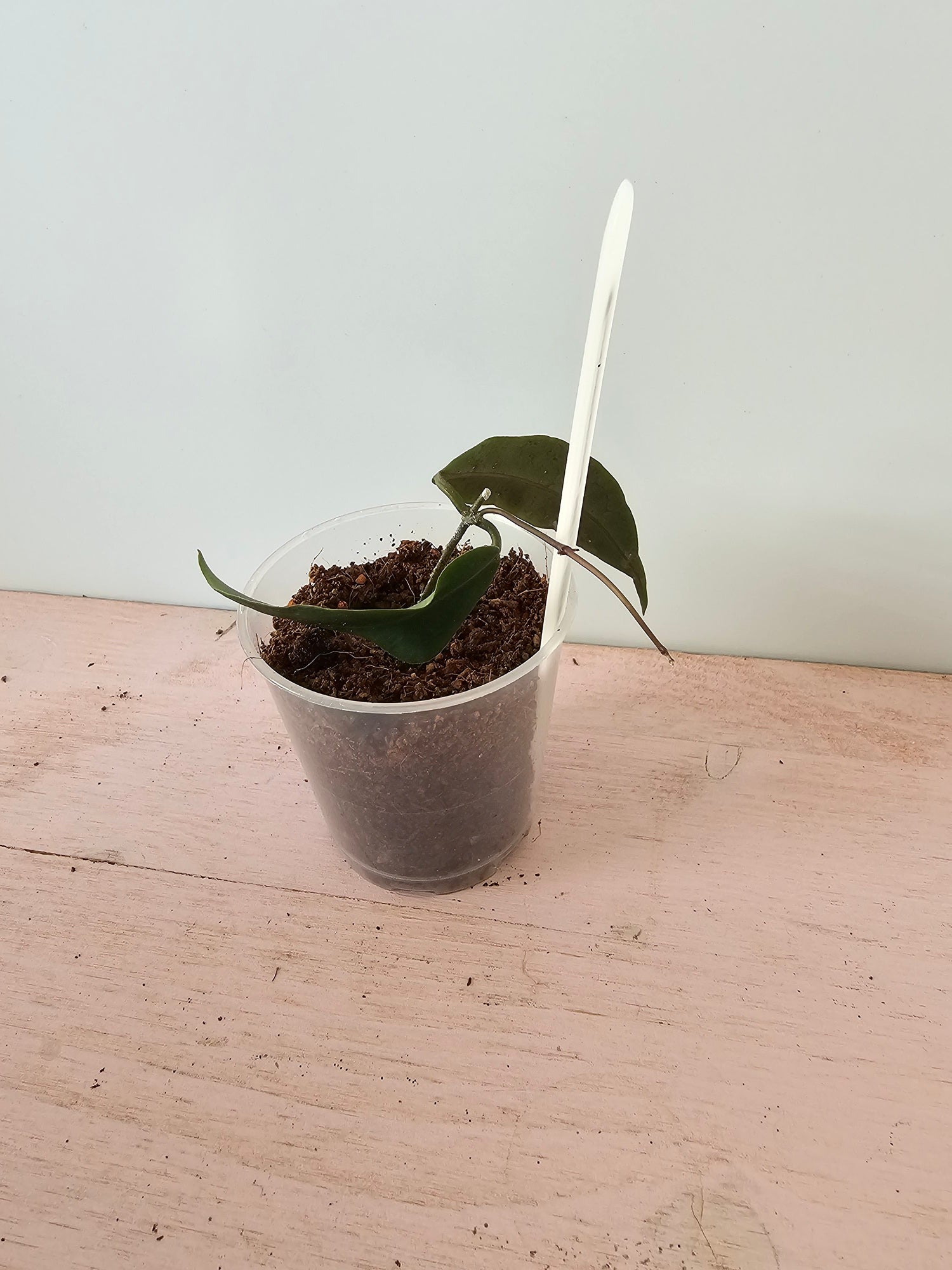 Hoya oreostemma NS 12-318