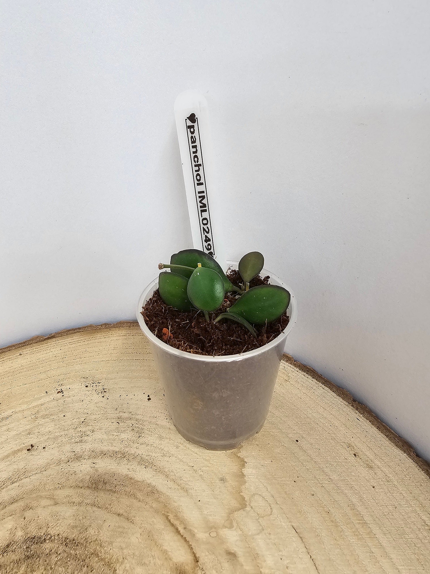 Hoya panchoi IML 0249