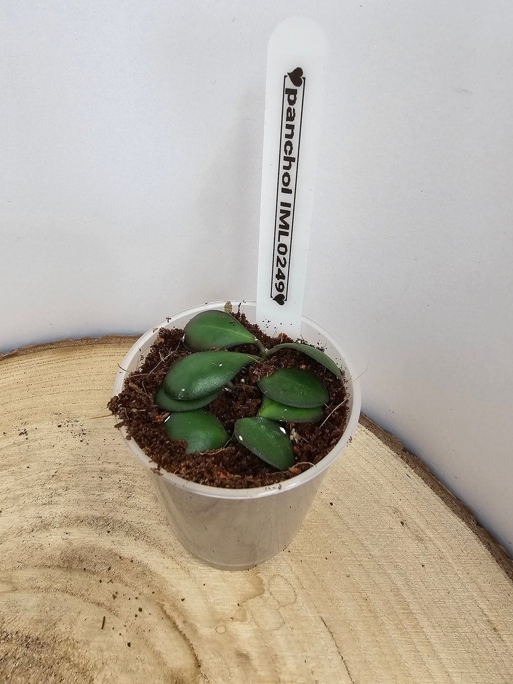Hoya panchoi IML 0249