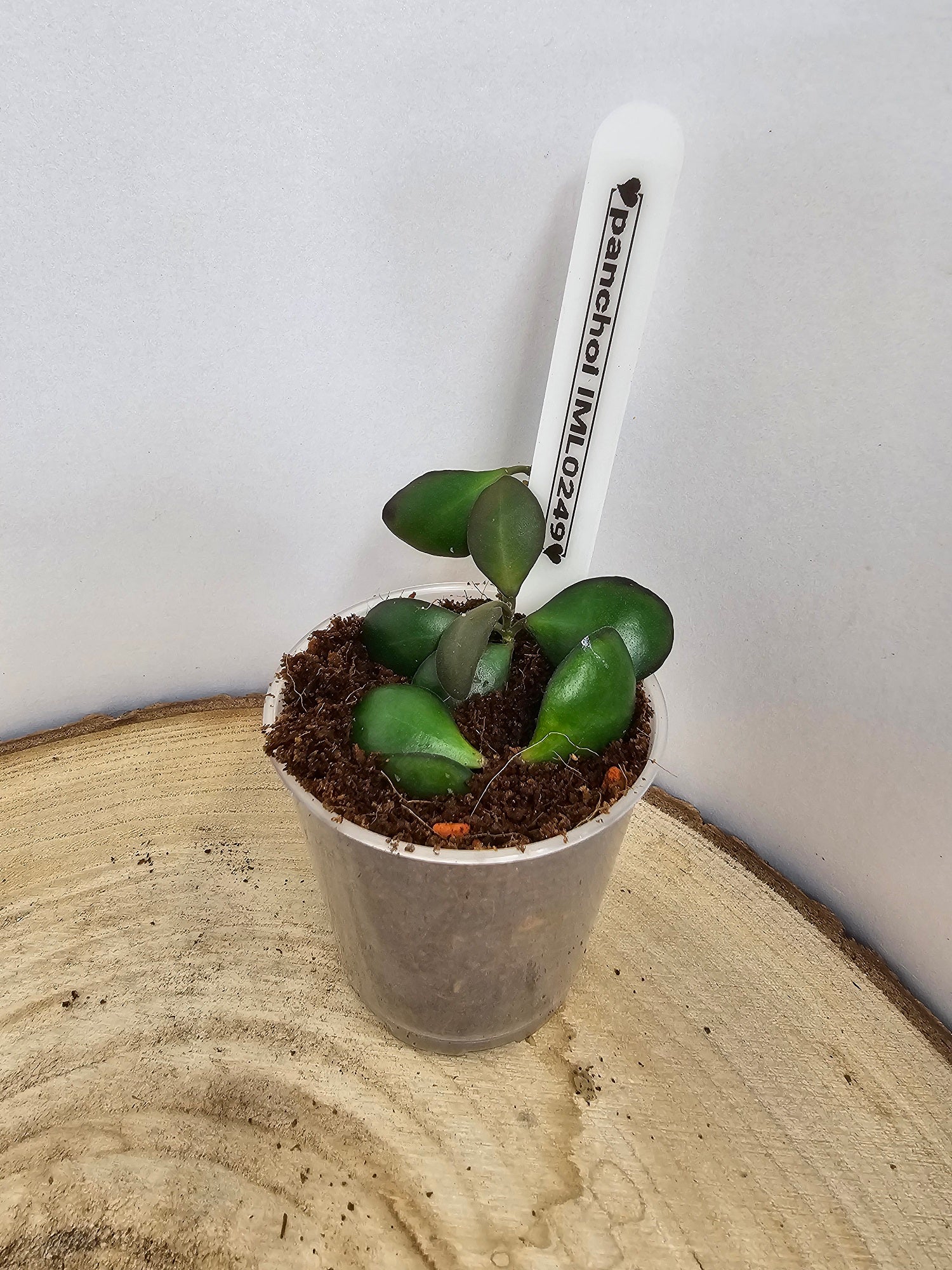 Hoya panchoi IML 0249