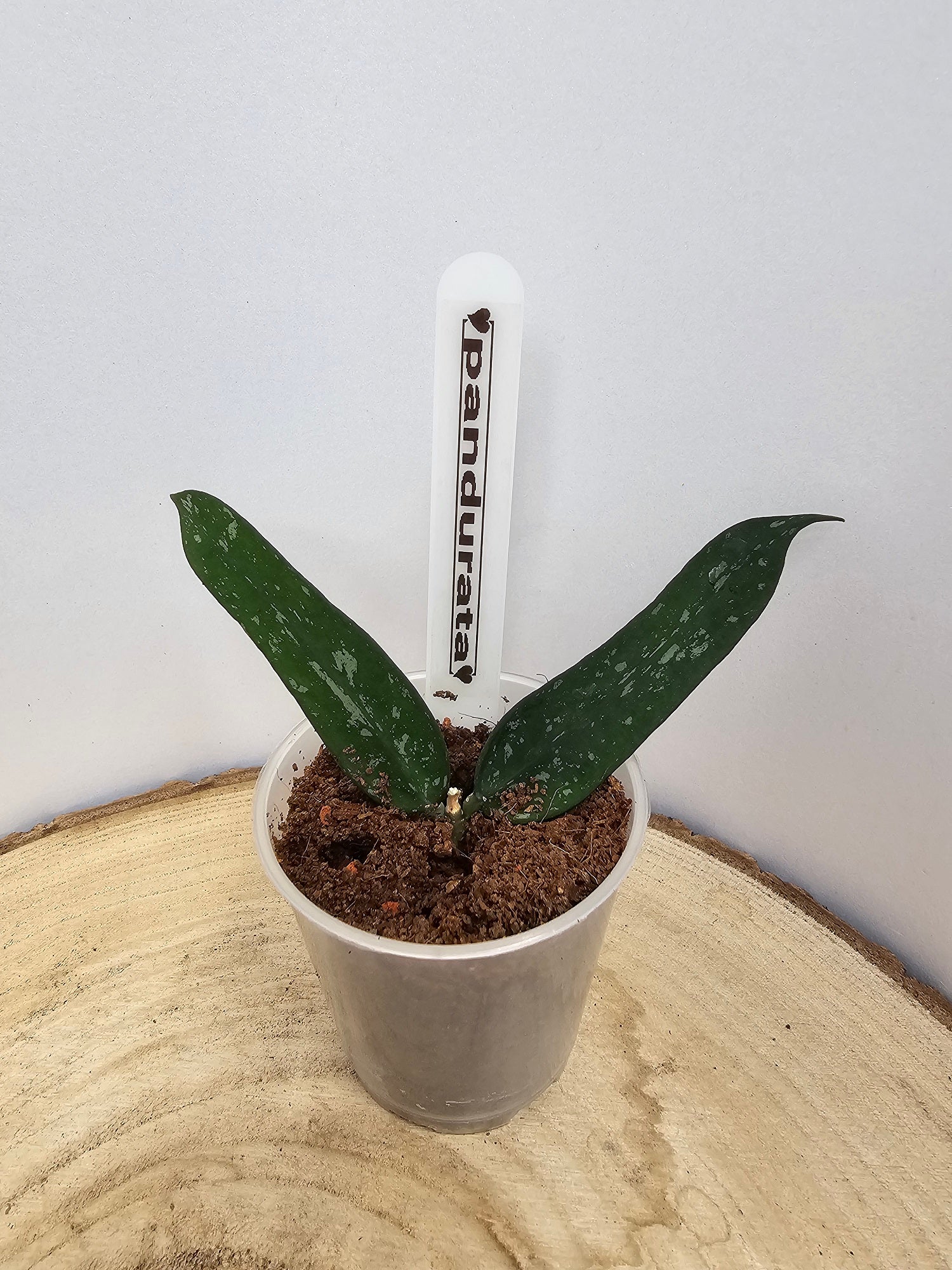 Hoya pandurata
