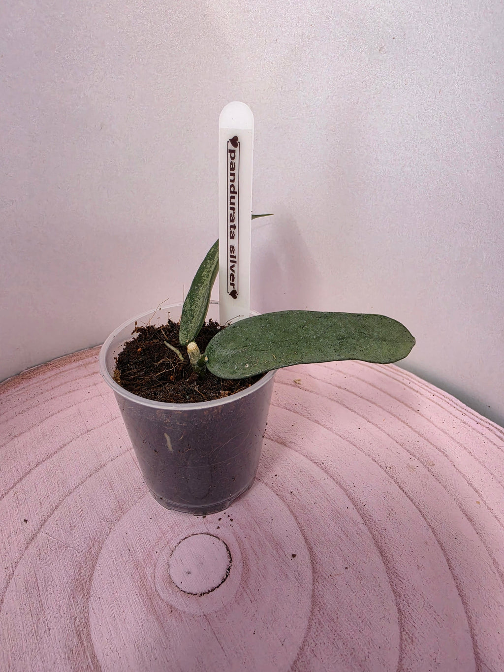 Hoya pandurata silver 1 Blatt