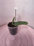 Hoya pandurata silver 1 Blatt