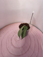 Hoya pandurata silver 1 Blatt