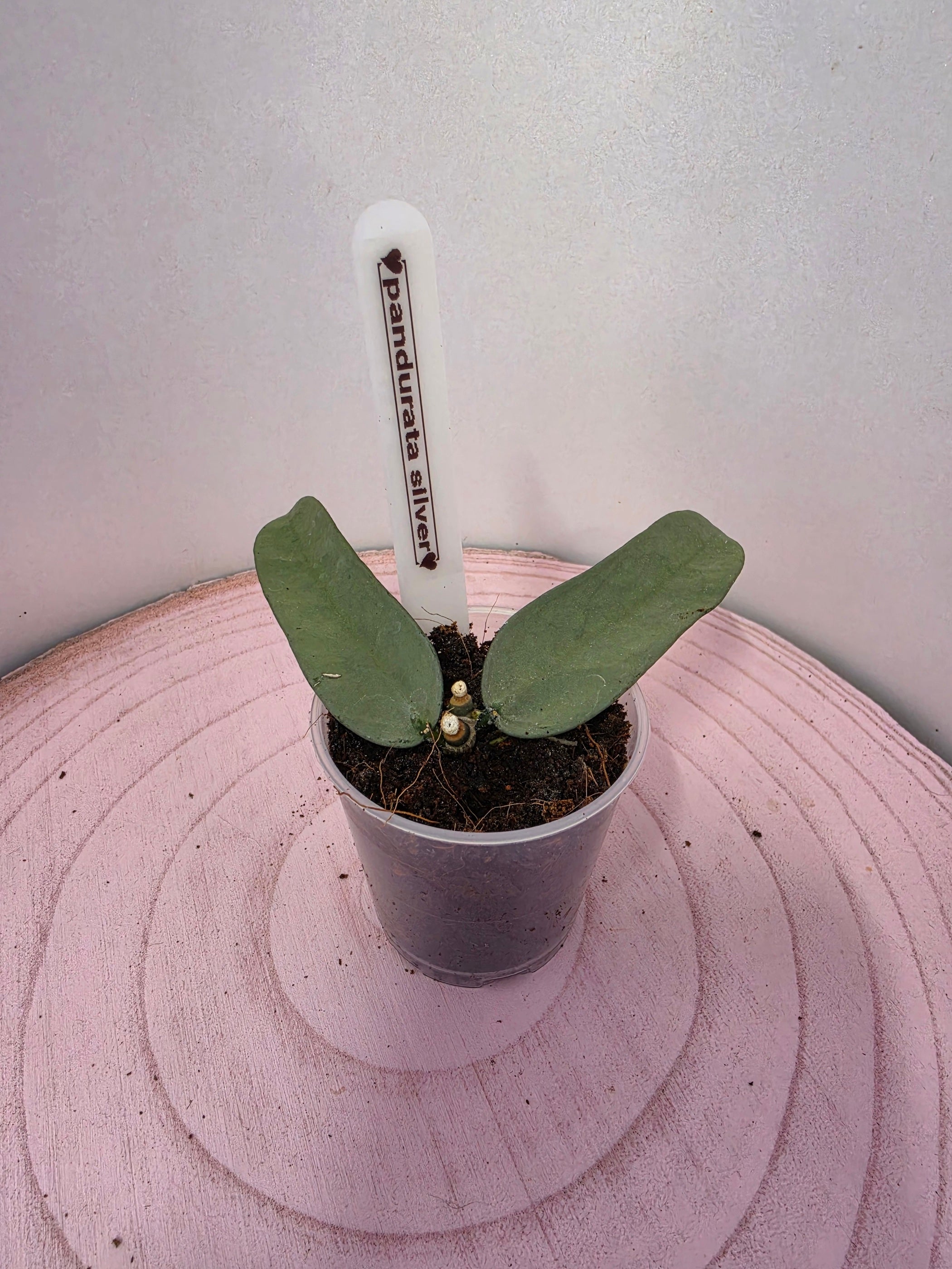 Hoya pandurata silver 2 Blatt