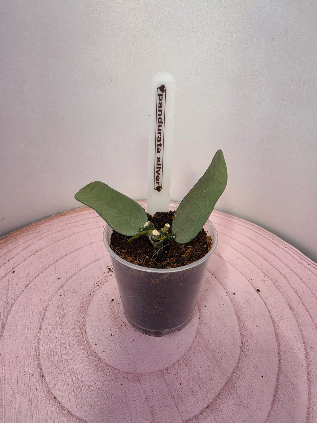 Hoya pandurata silver 2 Blatt
