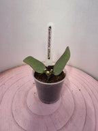 Hoya pandurata silver 2 Blatt