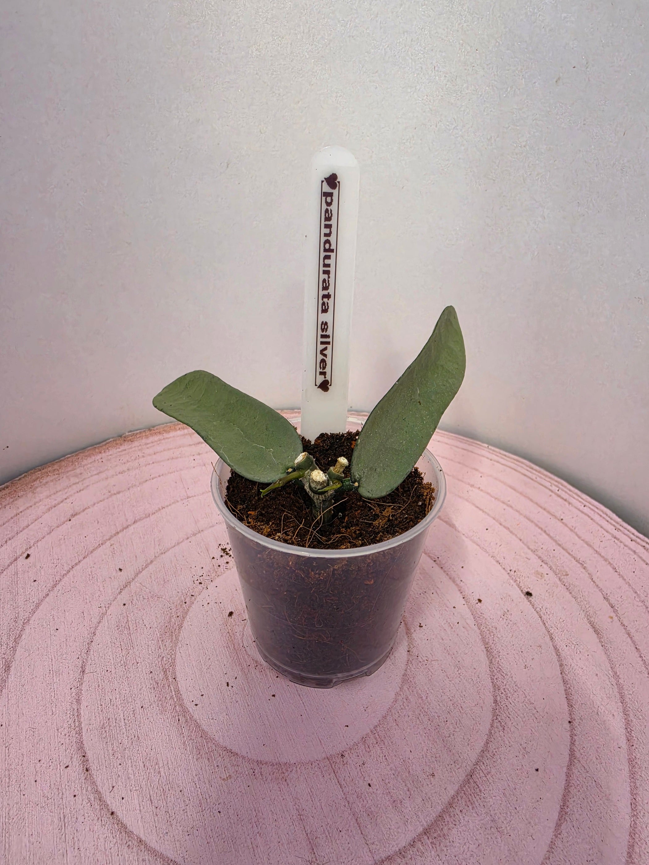 Hoya pandurata silver 2 Blatt