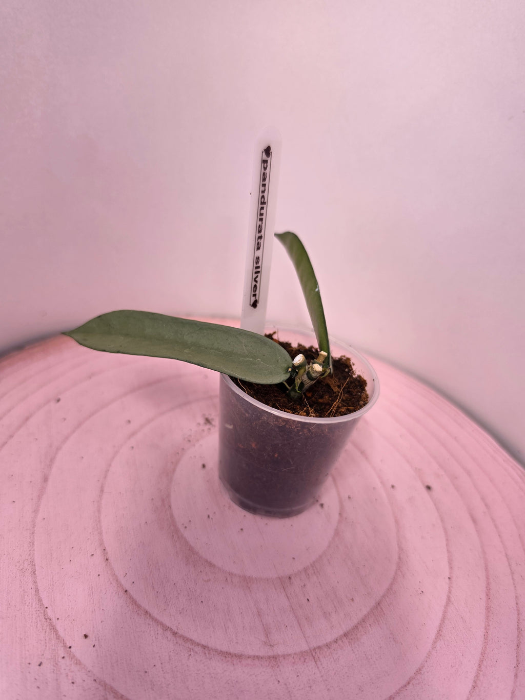 Hoya pandurata silver 2 Blatt