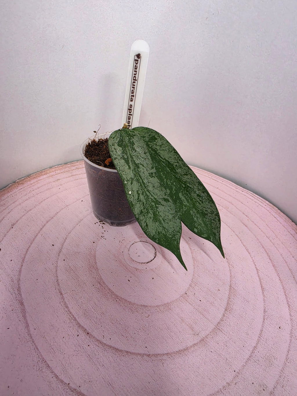 Hoya pandurata splash