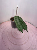 Hoya pandurata splash