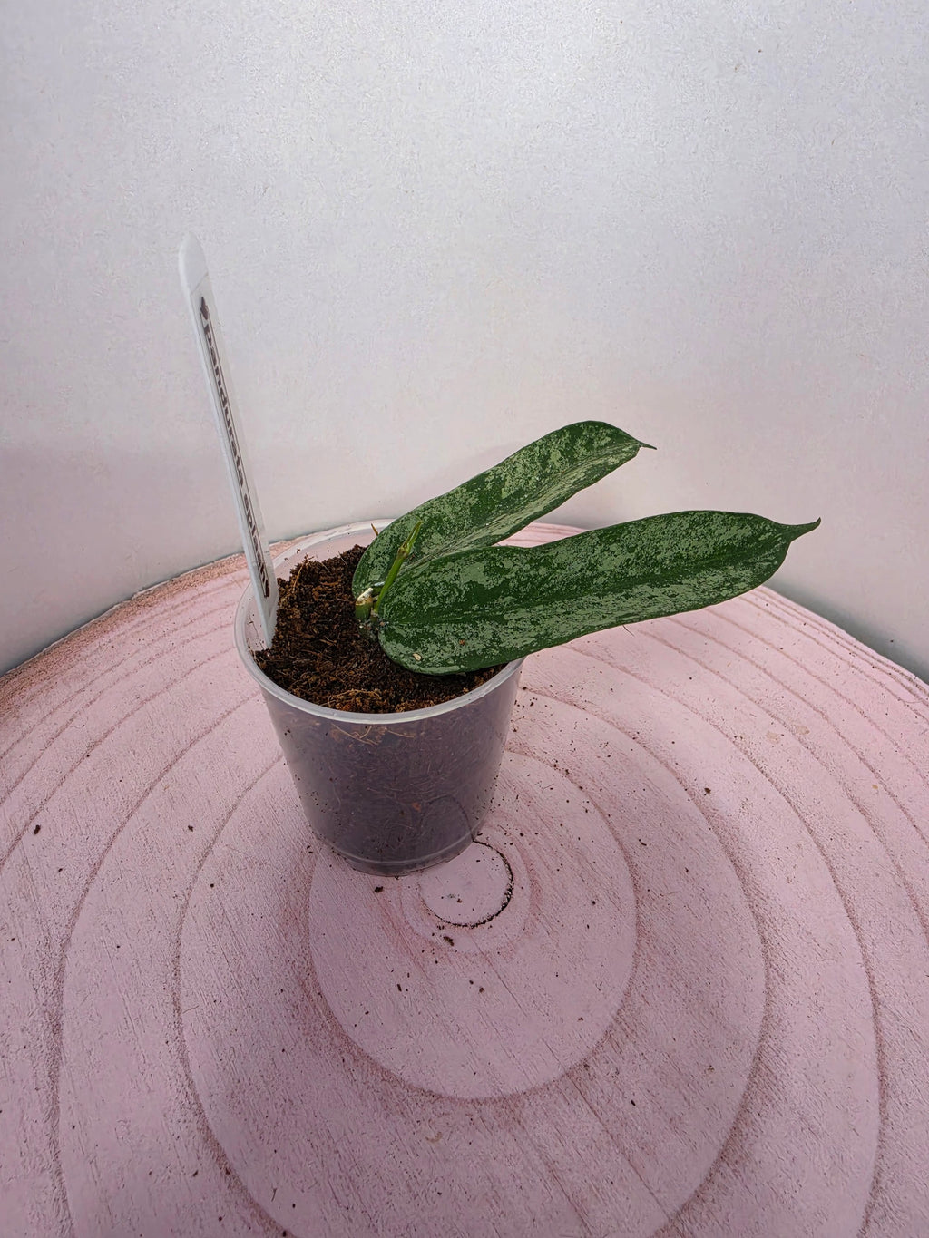 Hoya pandurata splash