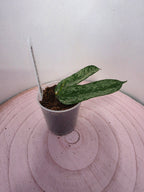 Hoya pandurata splash