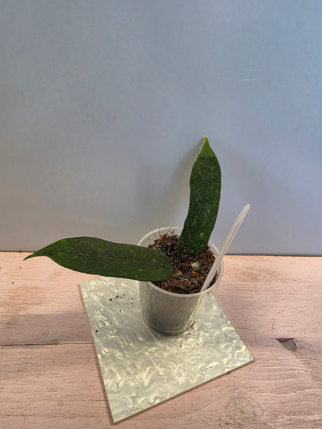 Hoya pandurata splash Vietnam