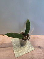 Hoya pandurata splash Vietnam