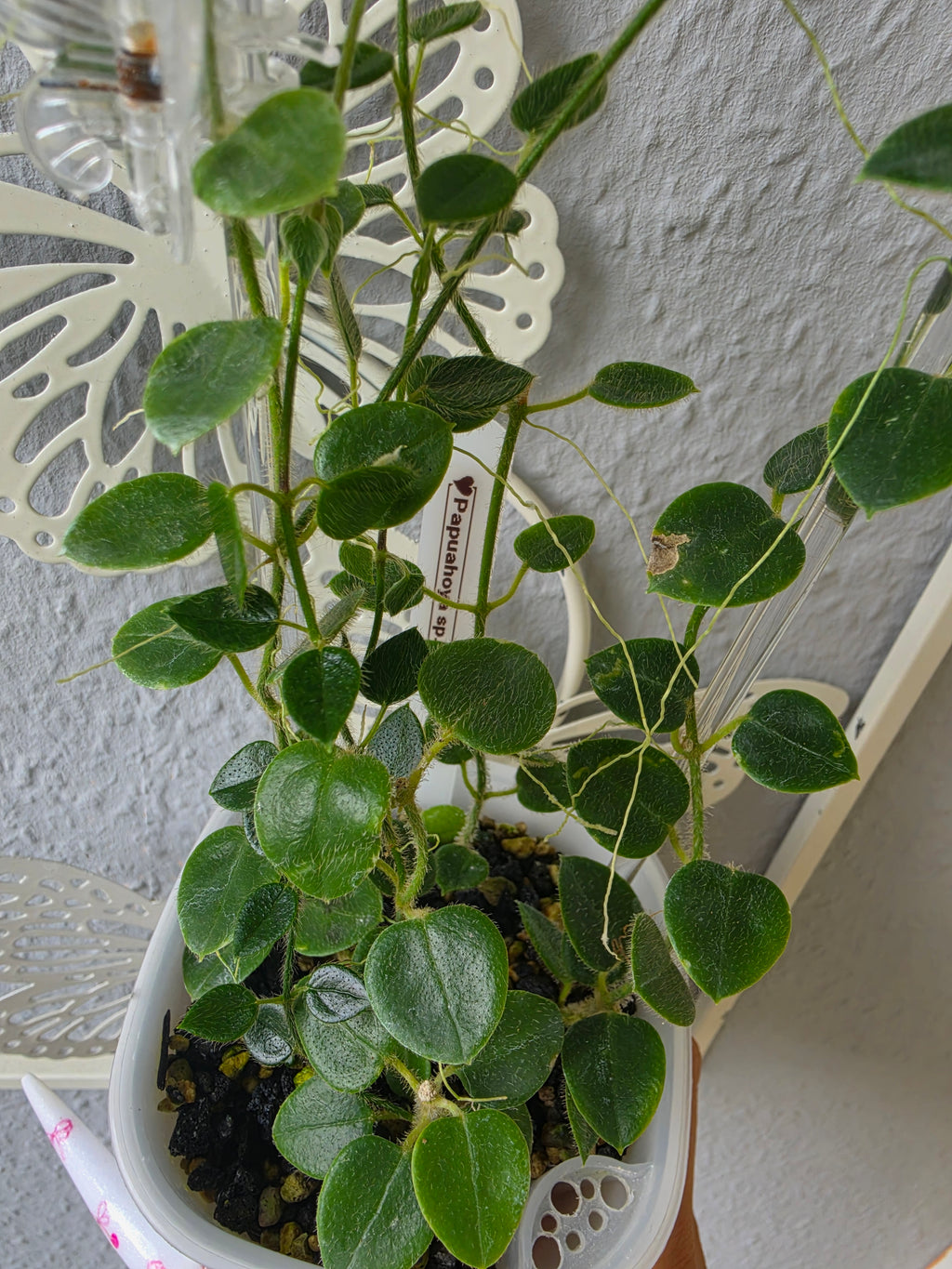 Hoya  Papuahoya sp. 01 cutting