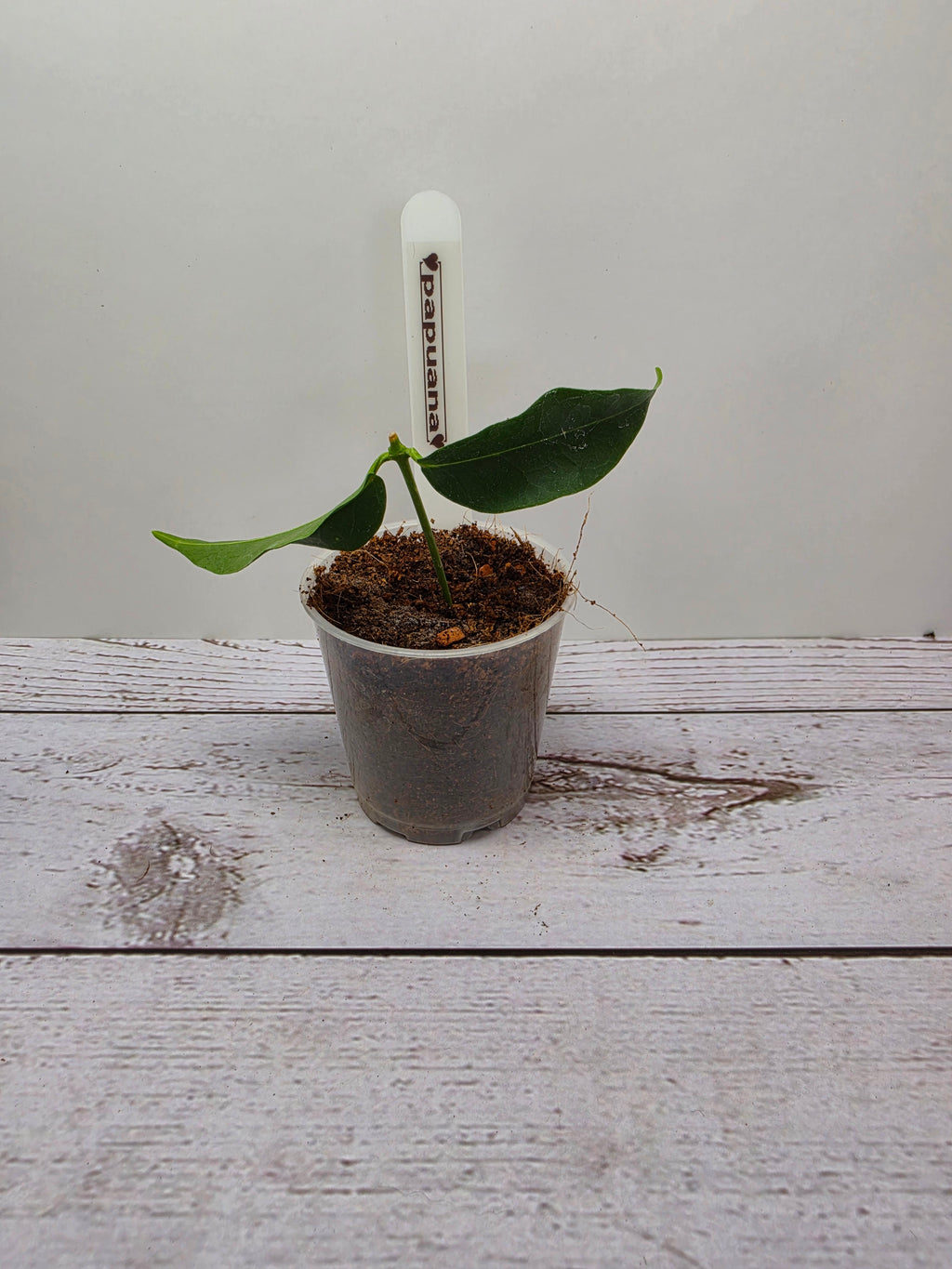 Hoya papuana