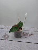 Hoya papuana