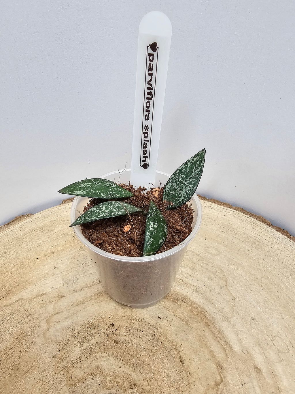 Hoya parviflora splash