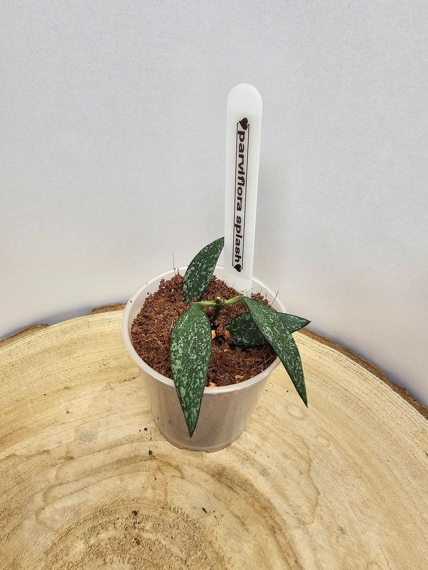 Hoya parviflora splash