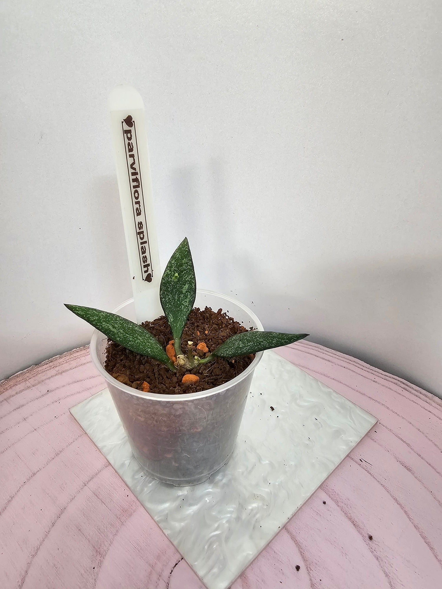 Hoya parviflora splash