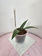 Hoya parviflora splash