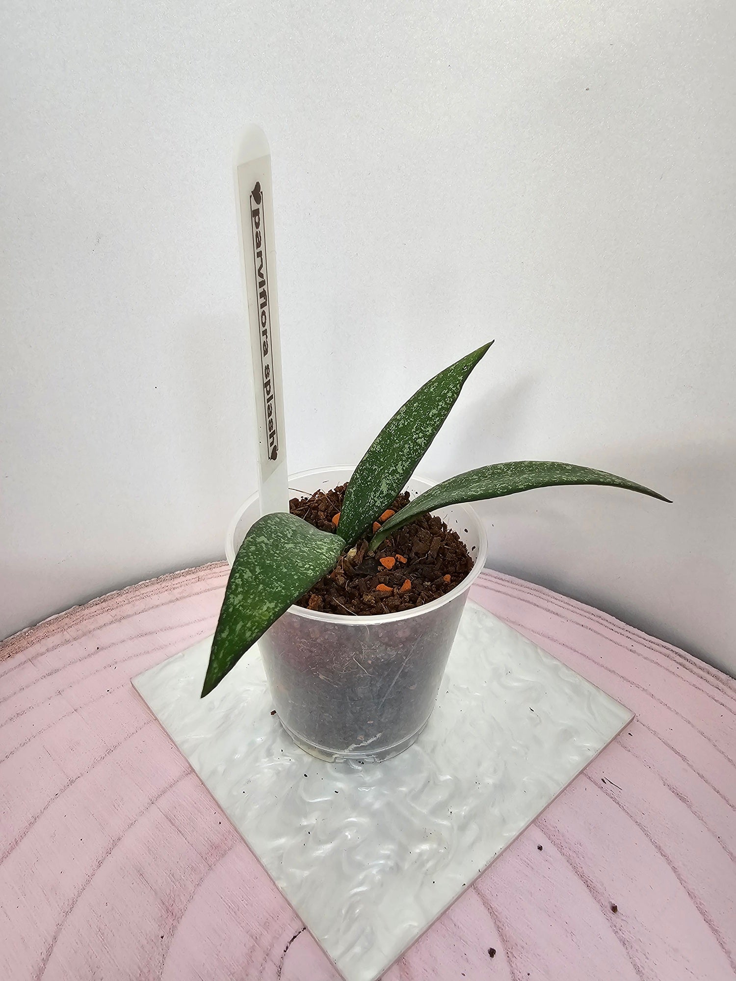 Hoya parviflora splash