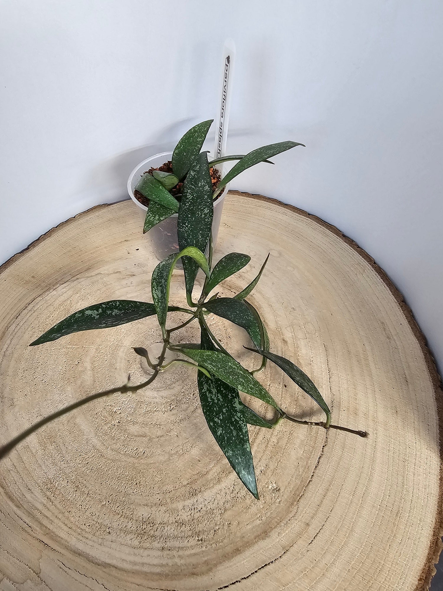 Hoya parviflora splash