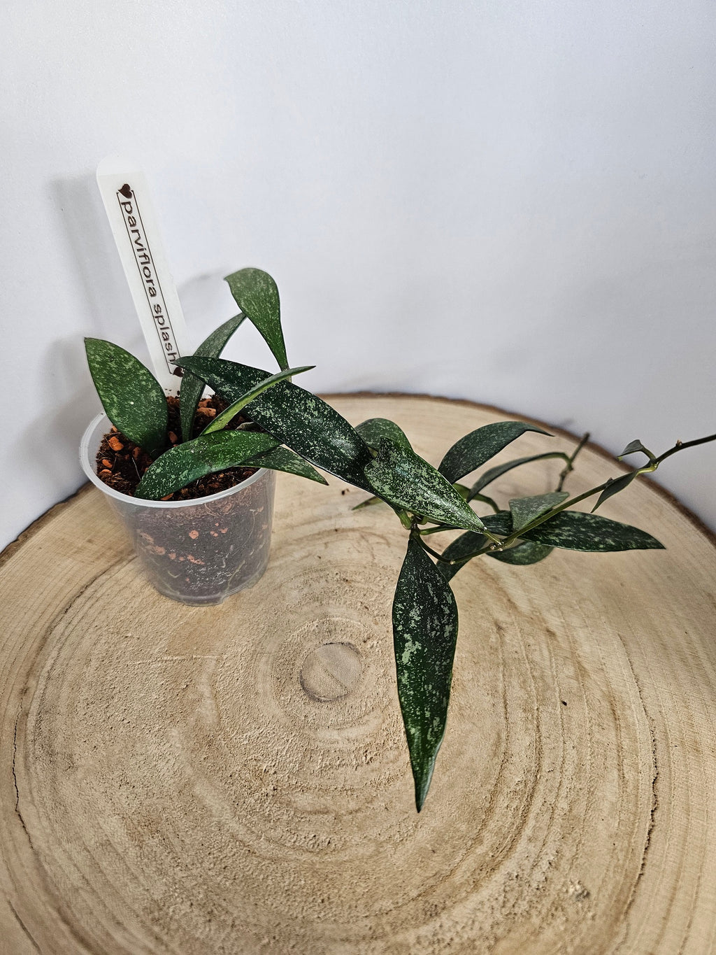 Hoya parviflora splash