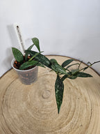 Hoya parviflora splash