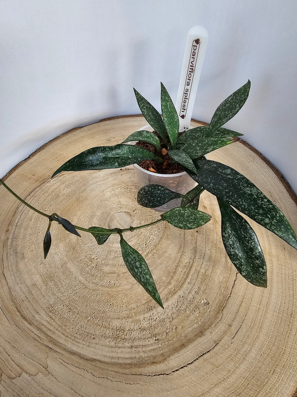 Hoya parviflora splash