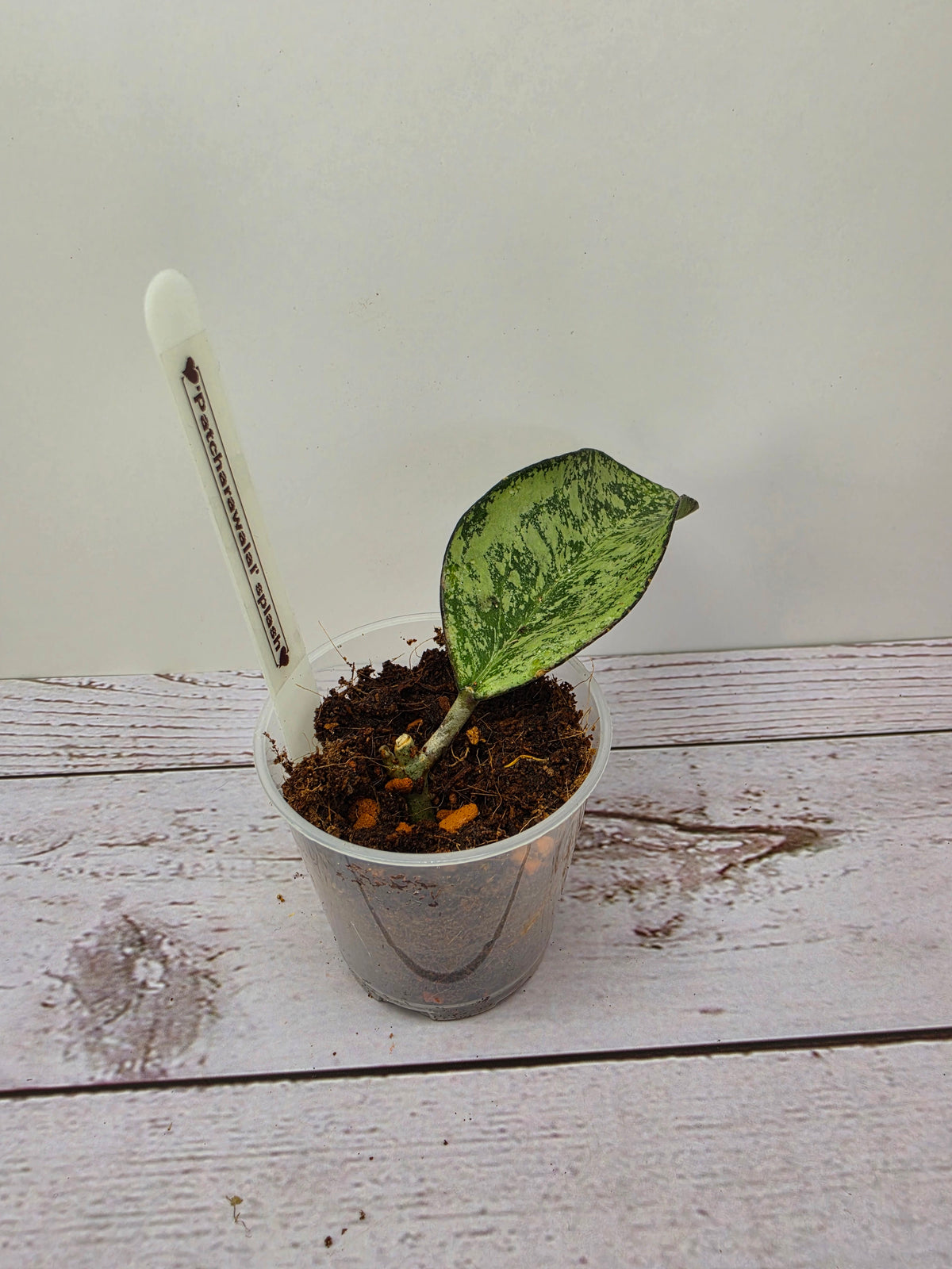 Hoya 'Patcharawalai' splash