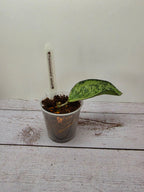 Hoya 'Patcharawalai' splash