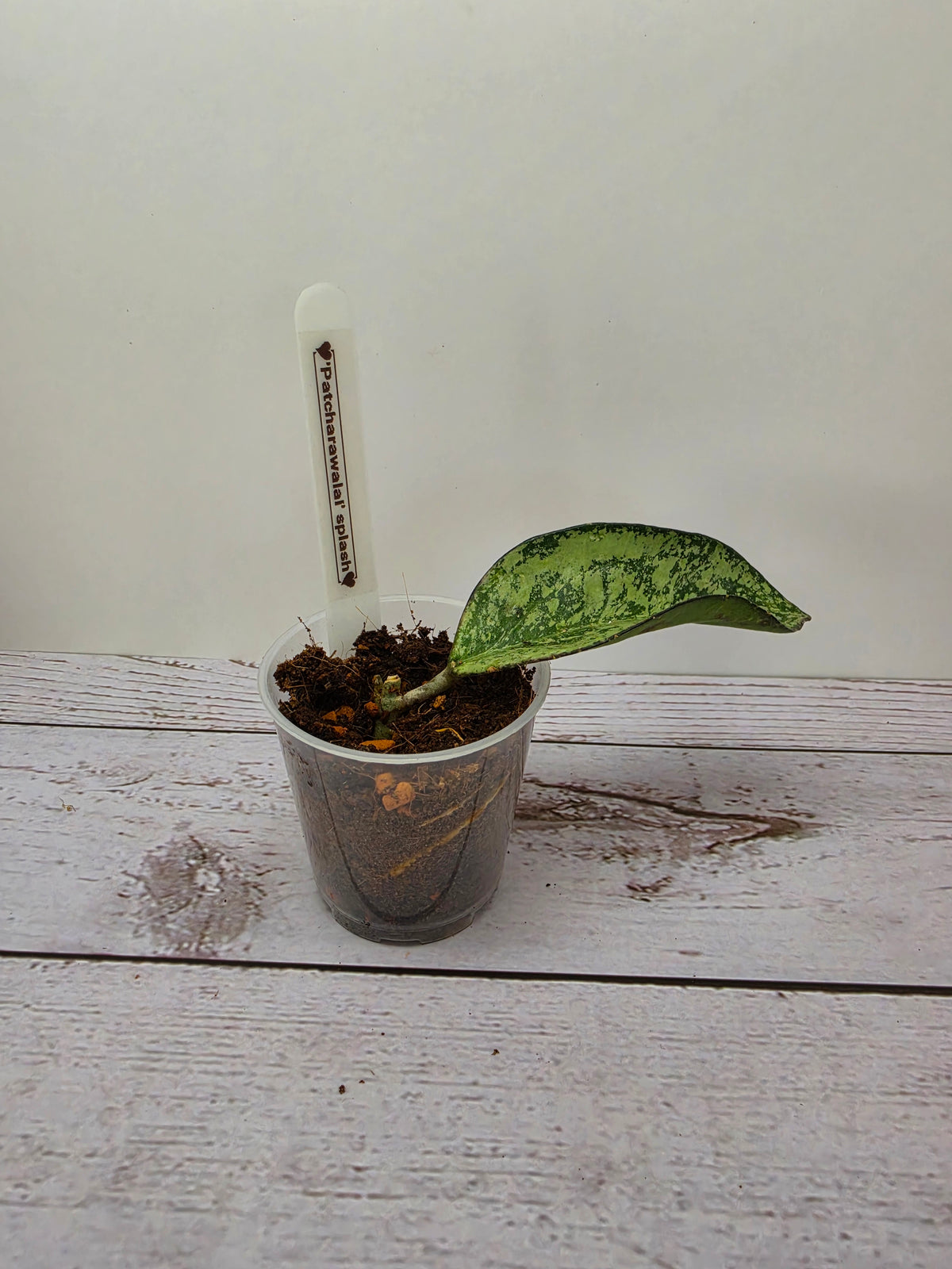 Hoya 'Patcharawalai' splash
