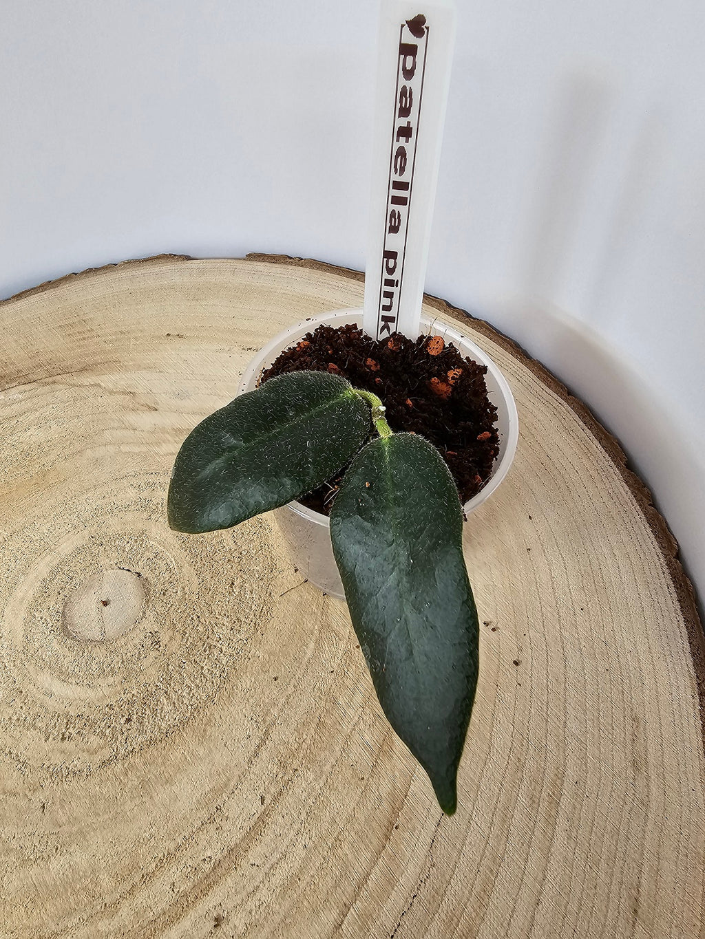 Hoya patella pink