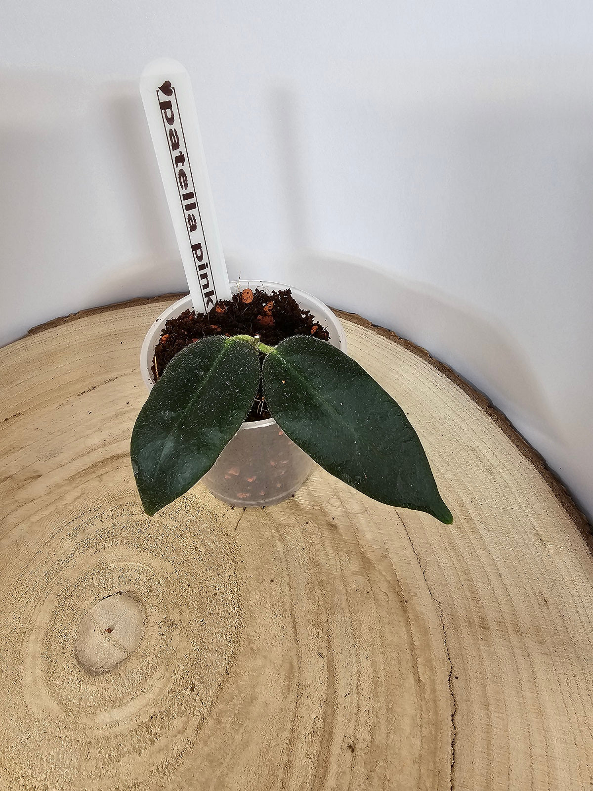 Hoya patella pink