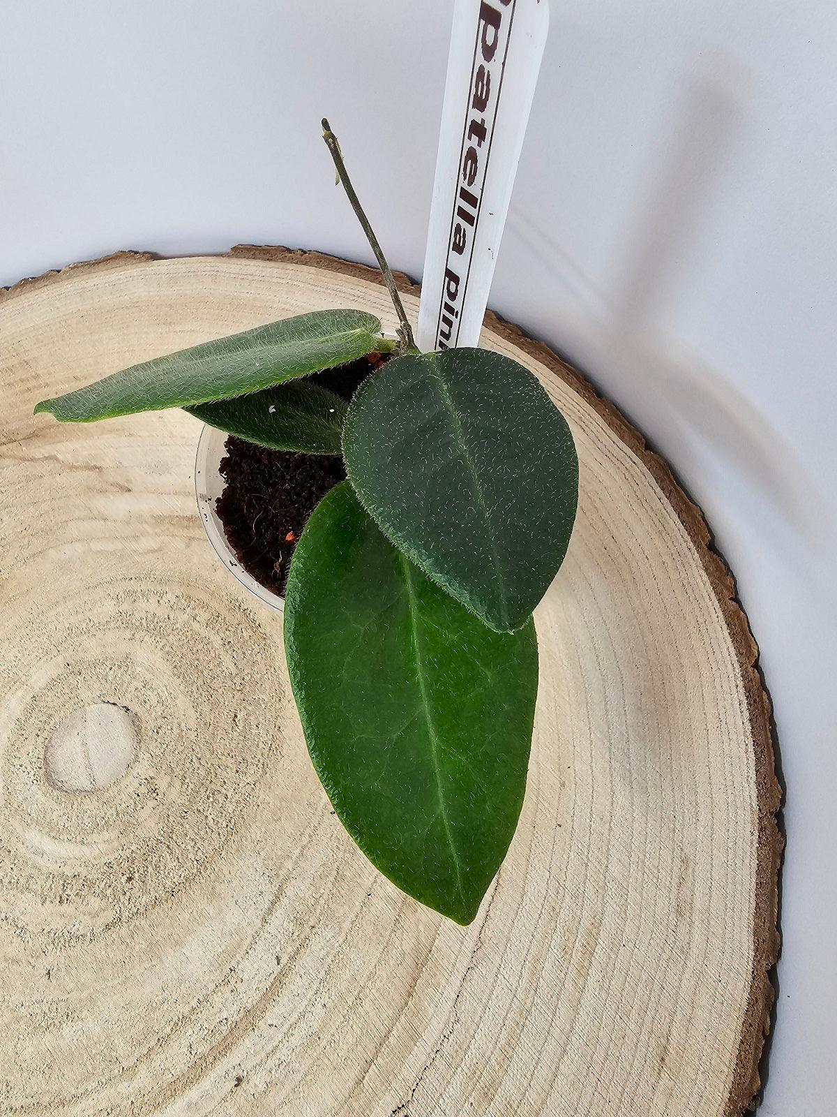 Hoya patella pink