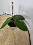 Hoya patella pink