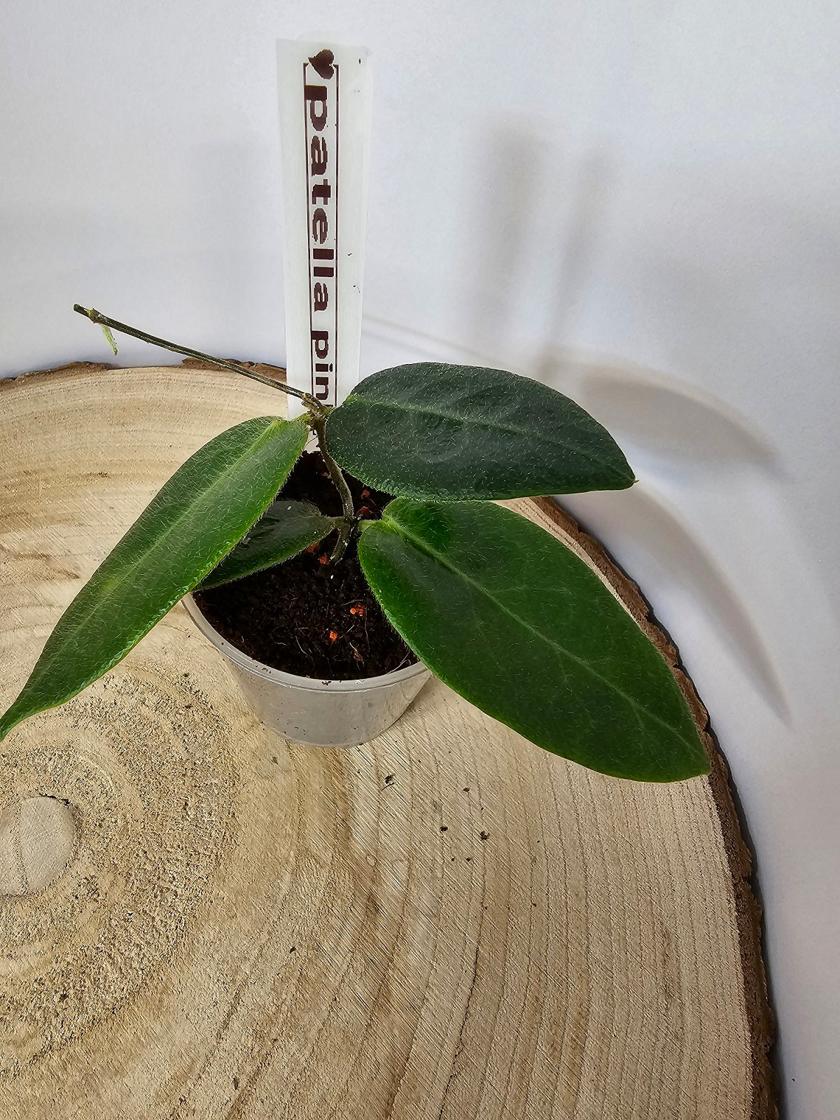 Hoya patella pink