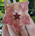 Hoya patella pink