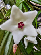 Hoya pauciflora