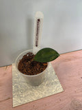 Hoya paulshirleyi UT-009