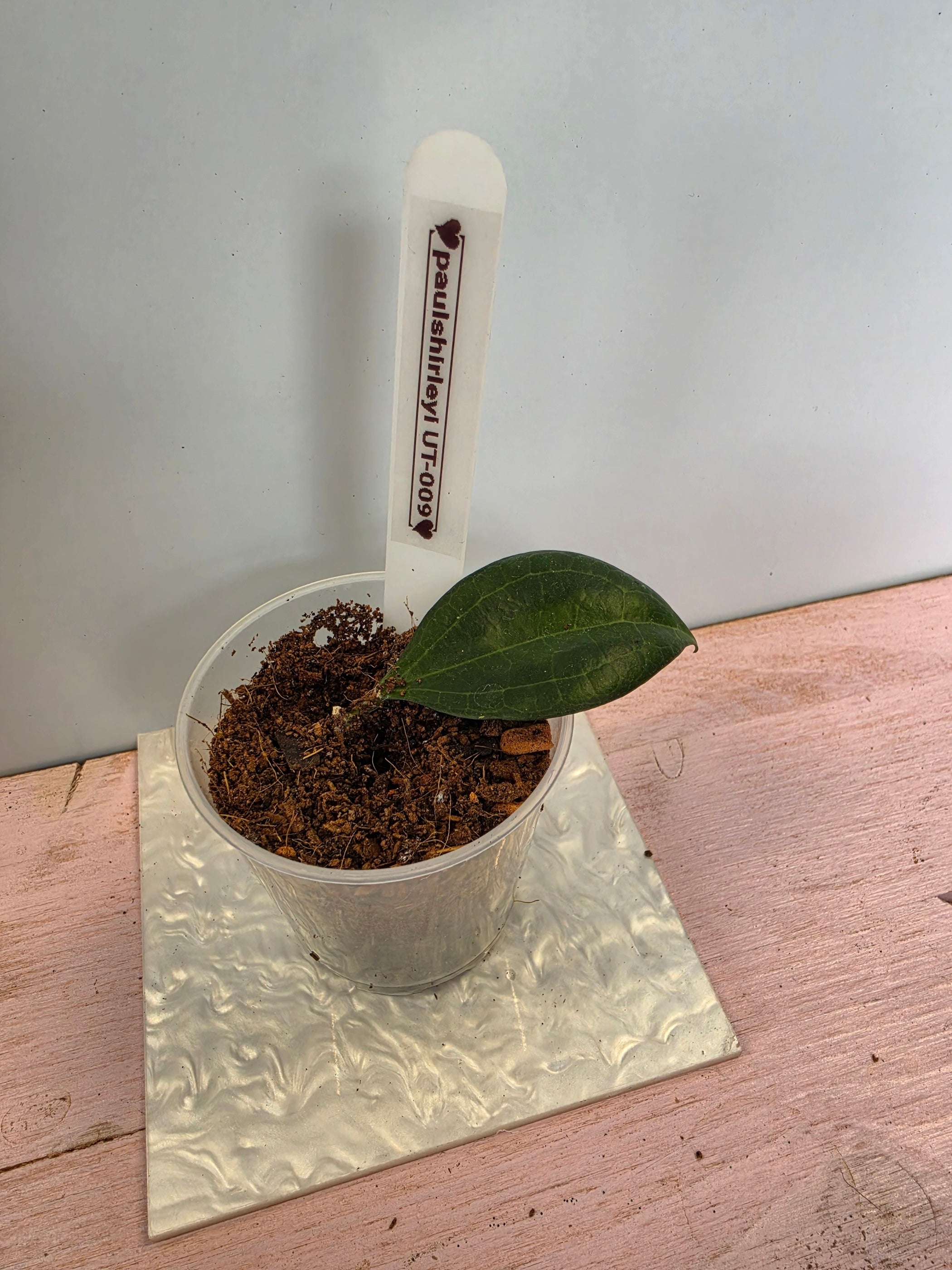 Hoya paulshirleyi UT-009